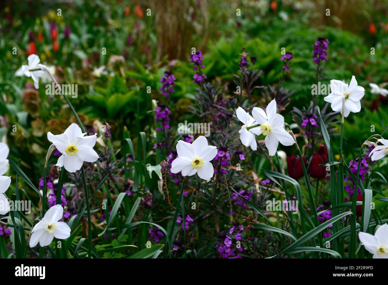 narcissus poeticus polar ice,Erysimum Bowles's Mauve,Erysimum Bowless Mauve,purple and white flowers,mauve and white flowers,spring flowers,flowering, Stock Photo
