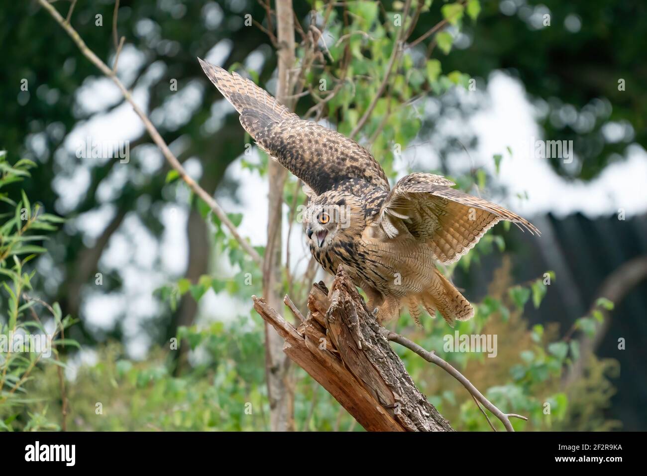 A Eurasian Eagle Owl or Eagle Owl. Land on a stump with open mouth, Red ...