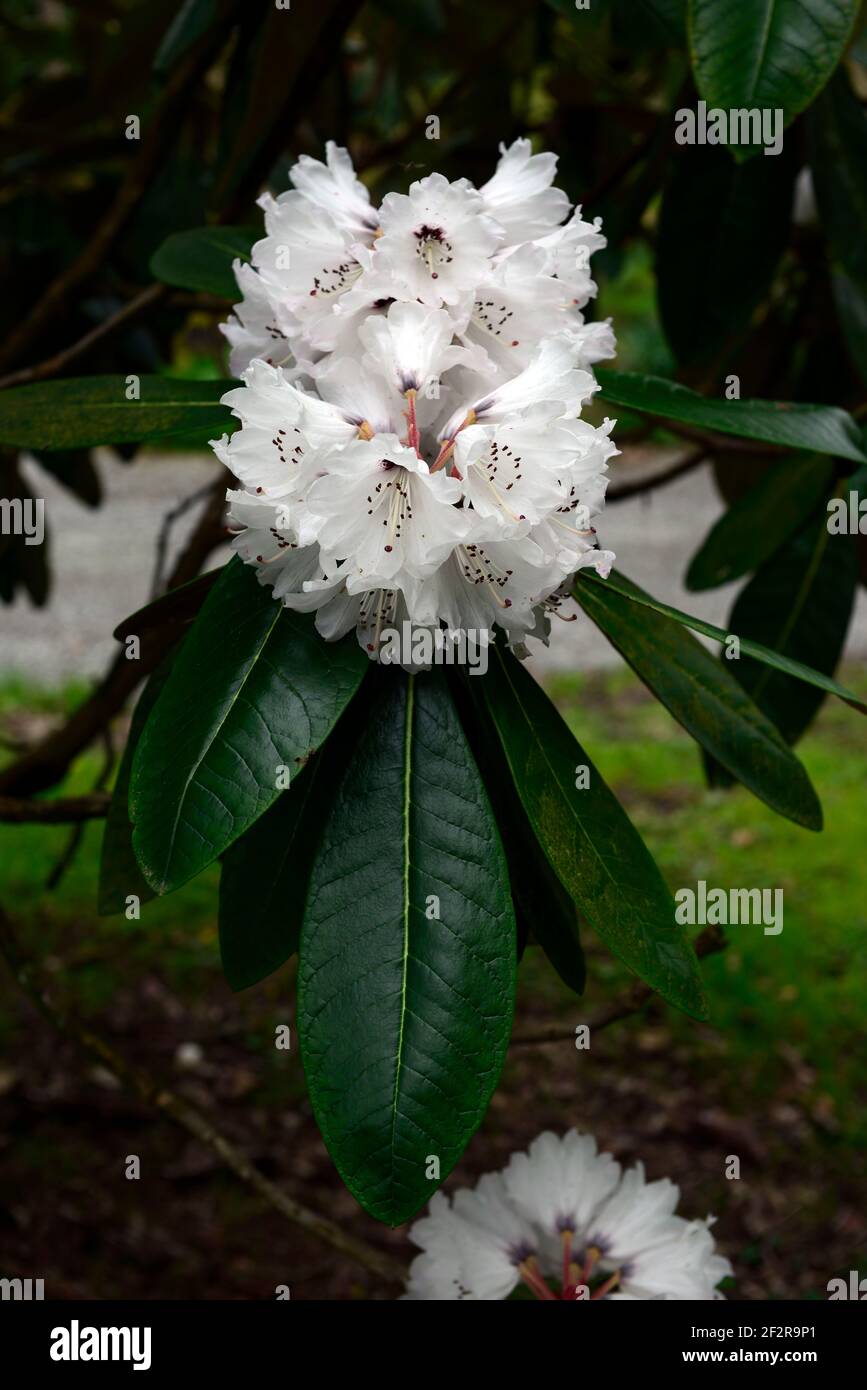 Rhododendron falconeri,falconer rhododendron,white flowers,glossy green leaves,foliage,rhododendrons,spring in the garden,RM floral Stock Photo
