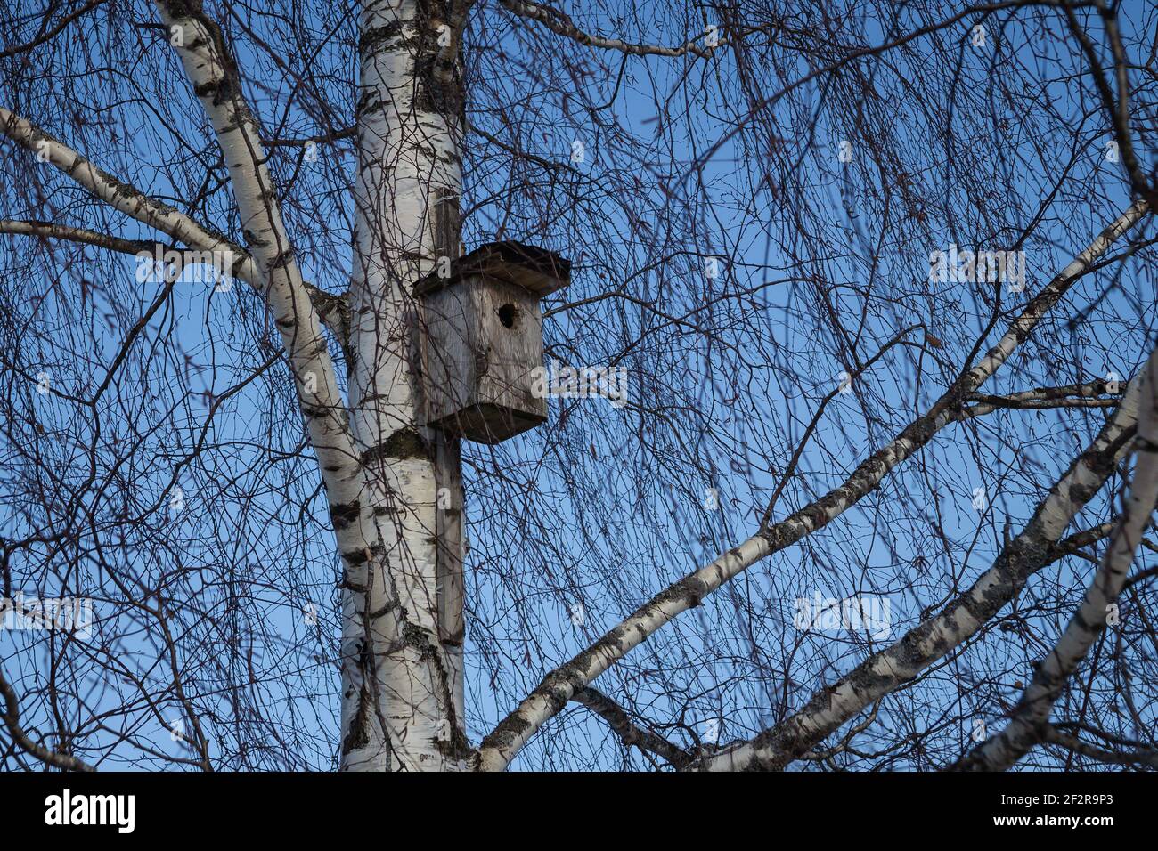 Bird house on birch tree, spring is coming Stock Photo