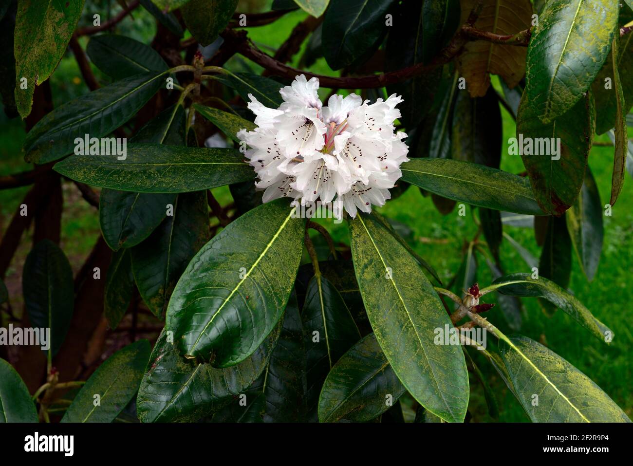 Rhododendron falconeri,falconer rhododendron,white flowers,glossy green leaves,foliage,rhododendrons,spring in the garden,RM floral Stock Photo