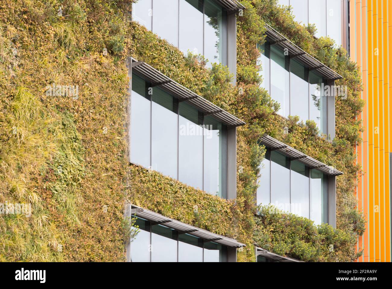 Living Green Wall Vertical Garden MTV Studios Channel 5 Studios Hawley Crescent Camden Town by Jacobs Webber Biotecture Stock Photo