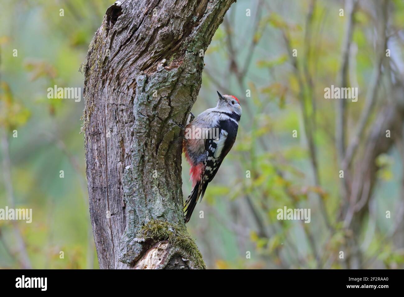 An adult female Middle spotted Woodpecker (Dendrocoptes medius) perched on a tree trunk near a nest site in the Bialowieza forest, Poland Stock Photo