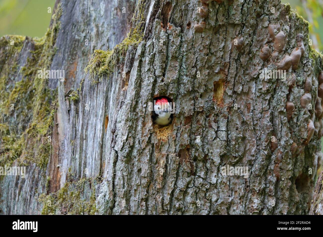 An adult Middle spotted Woodpecker (Dendrocoptes medius) at a nest hole in the Bialowieza forest, Poland Stock Photo