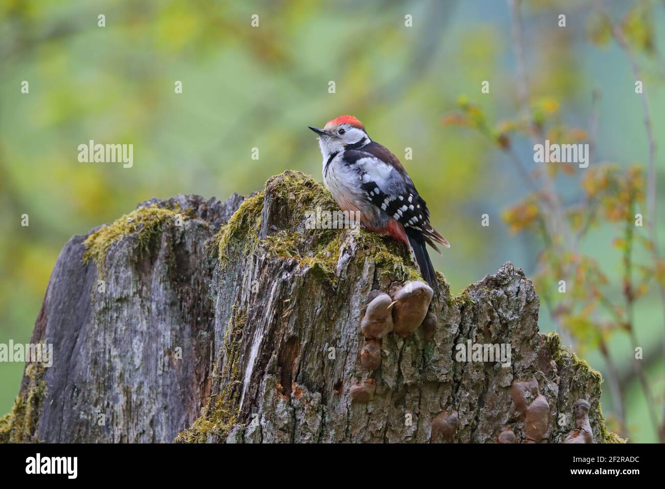 An adult female Middle spotted Woodpecker (Dendrocoptes medius) perched on a tree trunk near a nest site in the Bialowieza forest, Poland Stock Photo