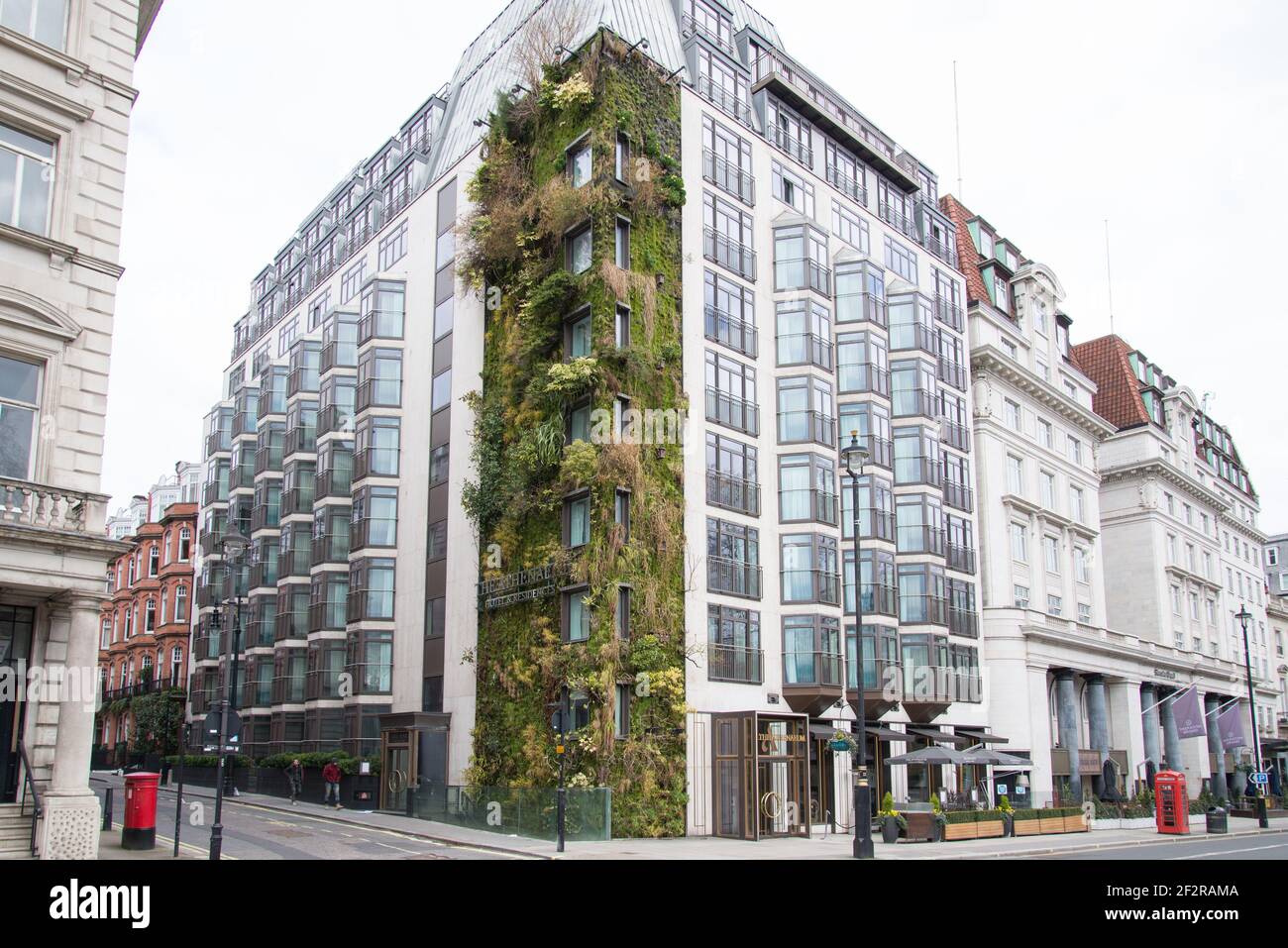 Living Green Wall Vertical Garden The Athenaeum Hotel & Residences 116 Piccadilly Vertical Garden by Kinnersley Kent Design Patrick Blanc Stock Photo