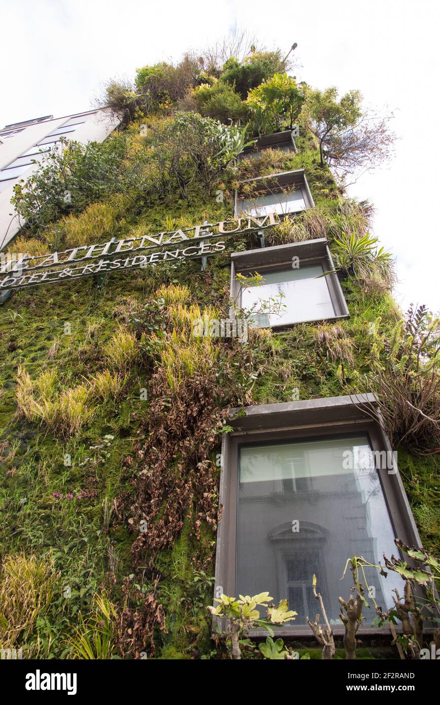 Living Green Wall Vertical Garden The Athenaeum Hotel & Residences 116 Piccadilly Vertical Garden by Kinnersley Kent Design Patrick Blanc Stock Photo