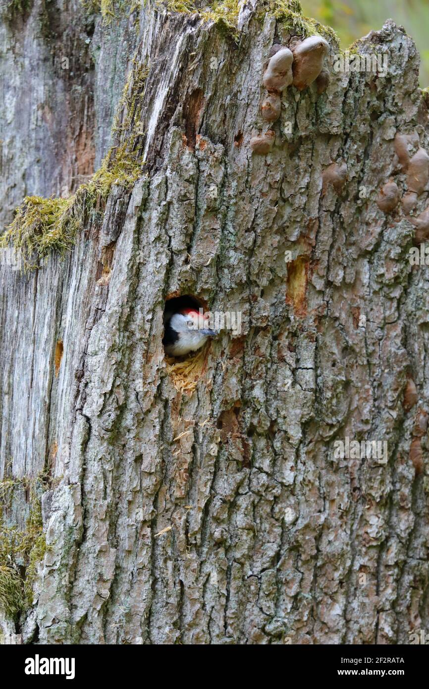 An adult Middle spotted Woodpecker (Dendrocoptes medius) at a nest hole in the Bialowieza forest, Poland Stock Photo
