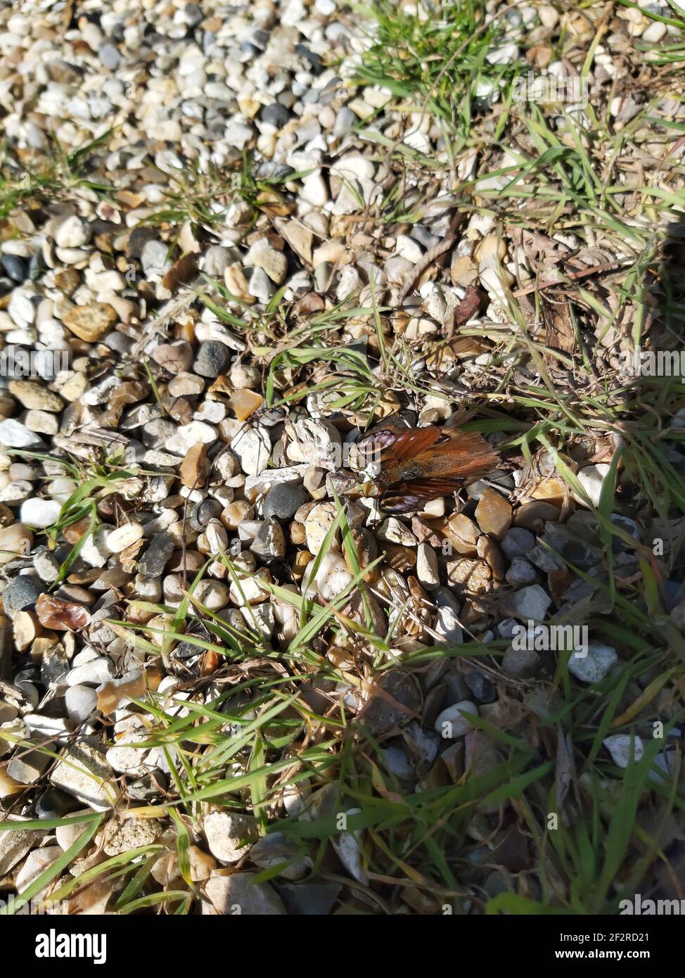 Colourful butterfly sitting atop the pebbles Stock Photo