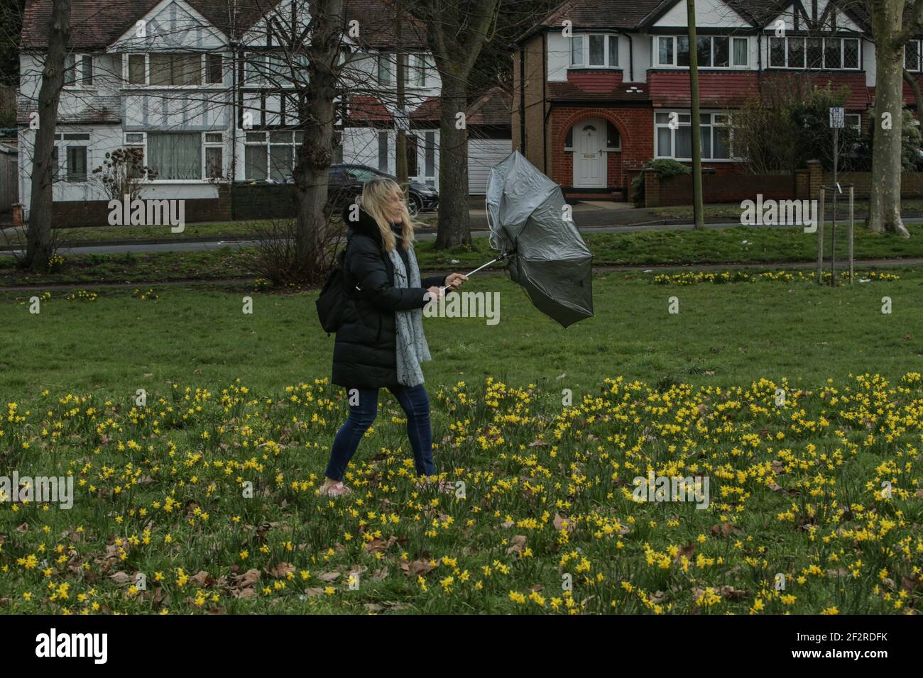 London UK 13 March 2021 A woman walks through  a park  in south London among the daffodils in a cold and very windy  day in London.Paul Quezada-Neiman/Alamy Live News Stock Photo