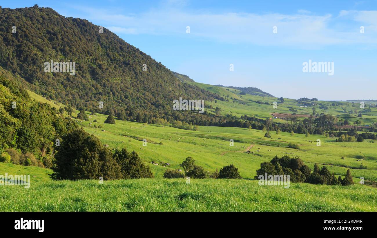 A rural landscape in the Waikato Region, New Zealand, with the forested Kaimai Mountains on the left Stock Photo