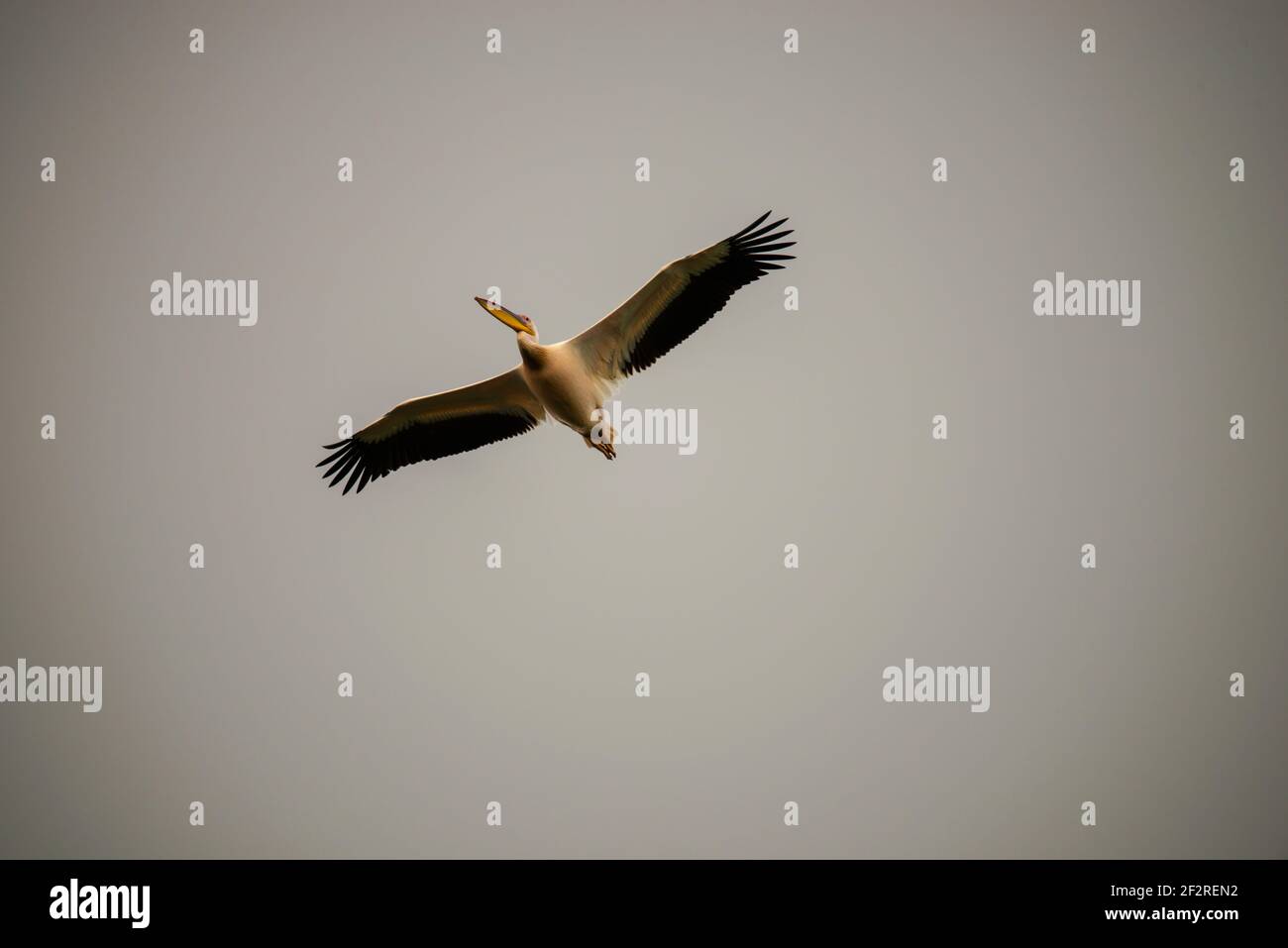 Landscape in Danube Delta, Romania Stock Photo - Alamy