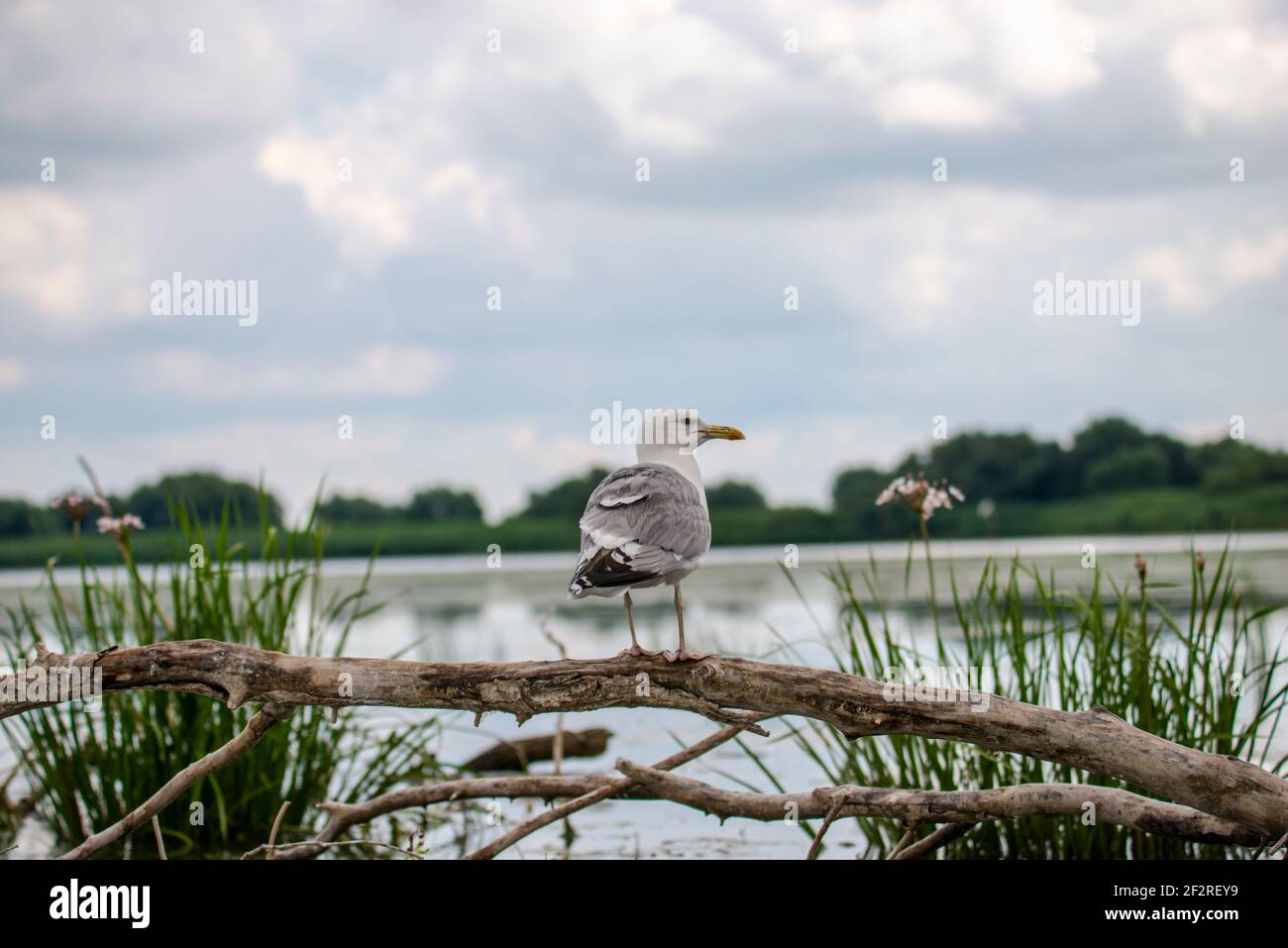 Landscape in Danube Delta, Romania Stock Photo - Alamy