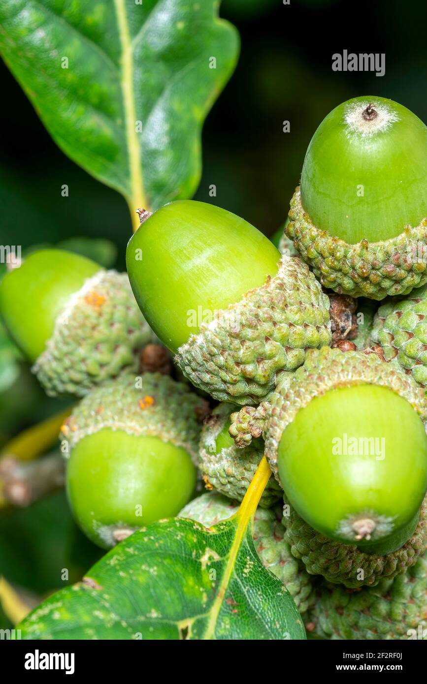 Acorns growing on an oak tree branch showing fresh green growth, stock photo image Stock Photo