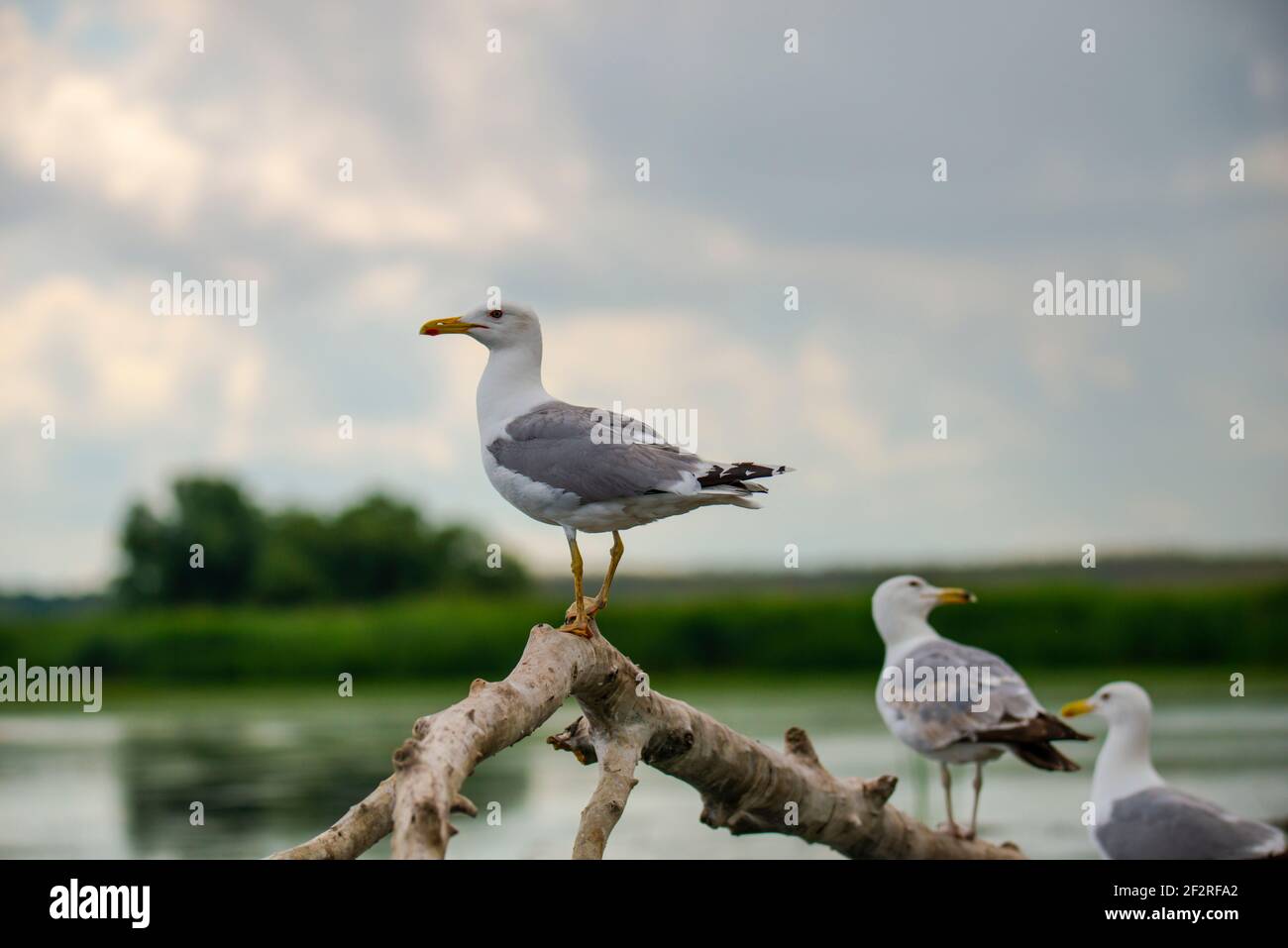 Landscape in Danube Delta, Romania Stock Photo - Alamy