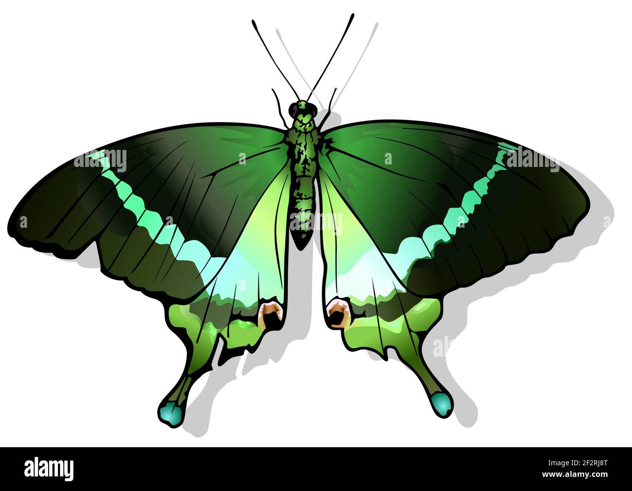 Emerald Swallowtail Butterfly Stock Vector