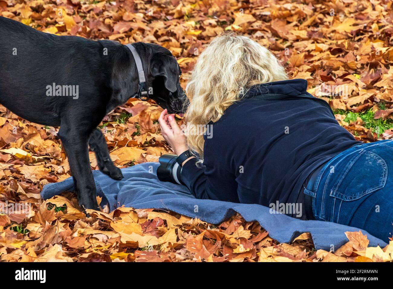 A blonde young woman with a black dog and a photo camera lying on her stomach on the dense colourful carpet of autumn leaves in a park. Stock Photo