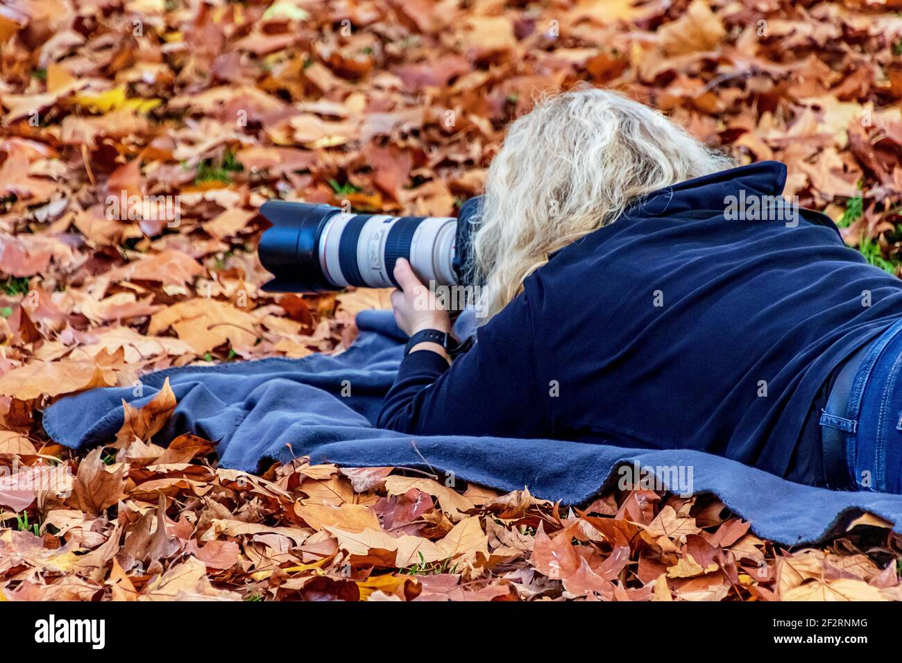 A blonde young woman lying on her stomach on the dense colourful carpet of autumn leaves in a park taking pictures with a photo camera. Stock Photo