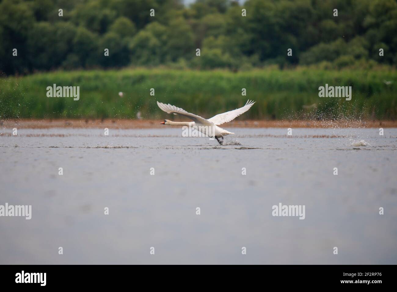 Wildlife pelican romania hi-res stock photography and images - Alamy
