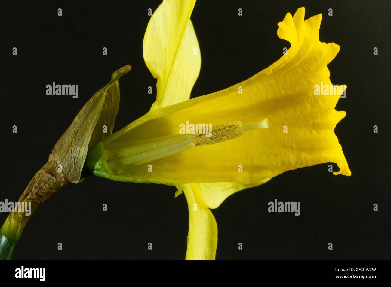 Cutting open the bloom of the Daffodil trumpet exposed the stamen and anthers of the plants