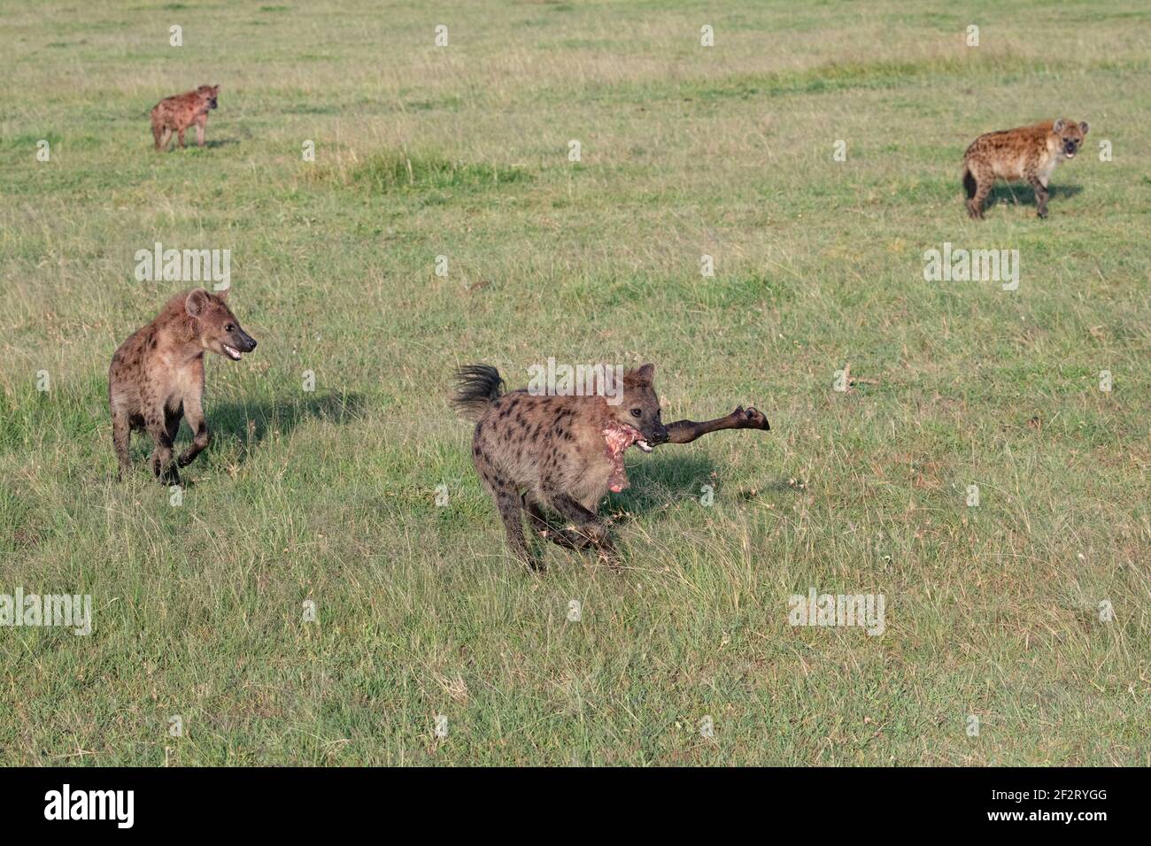 spotted Hyena running with a piece of an impala leg scavenged from a lion kill Stock Photo