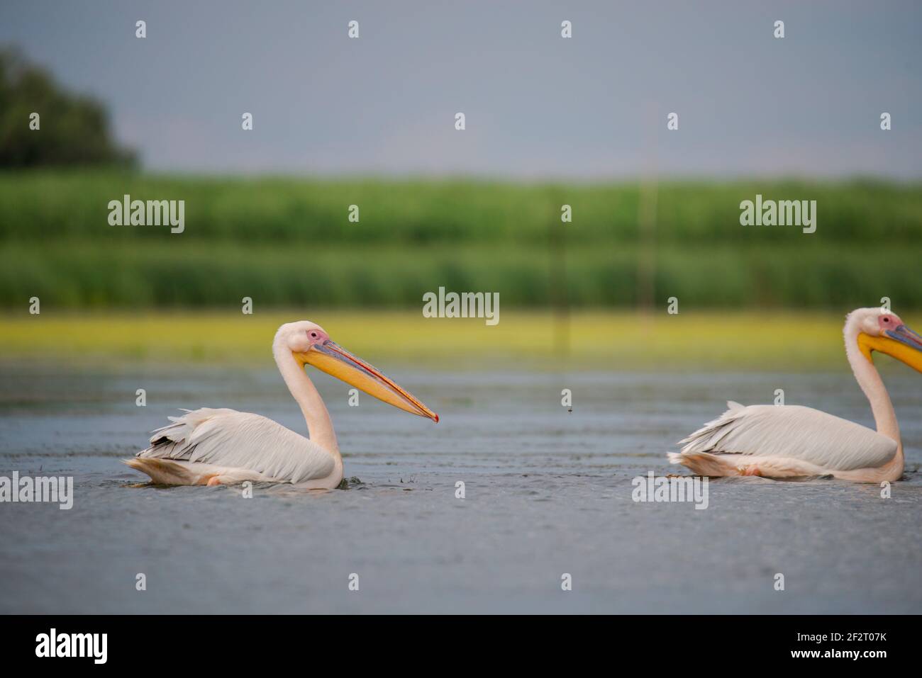 Romania wildlife birds hi-res stock photography and images - Alamy
