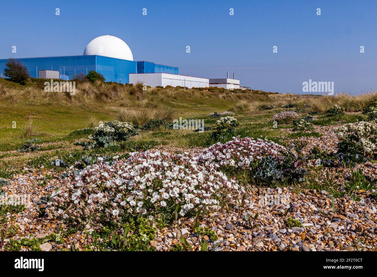 Sea Campion; Silene uniflora; Sizewell; Suffolk; UK Stock Photo