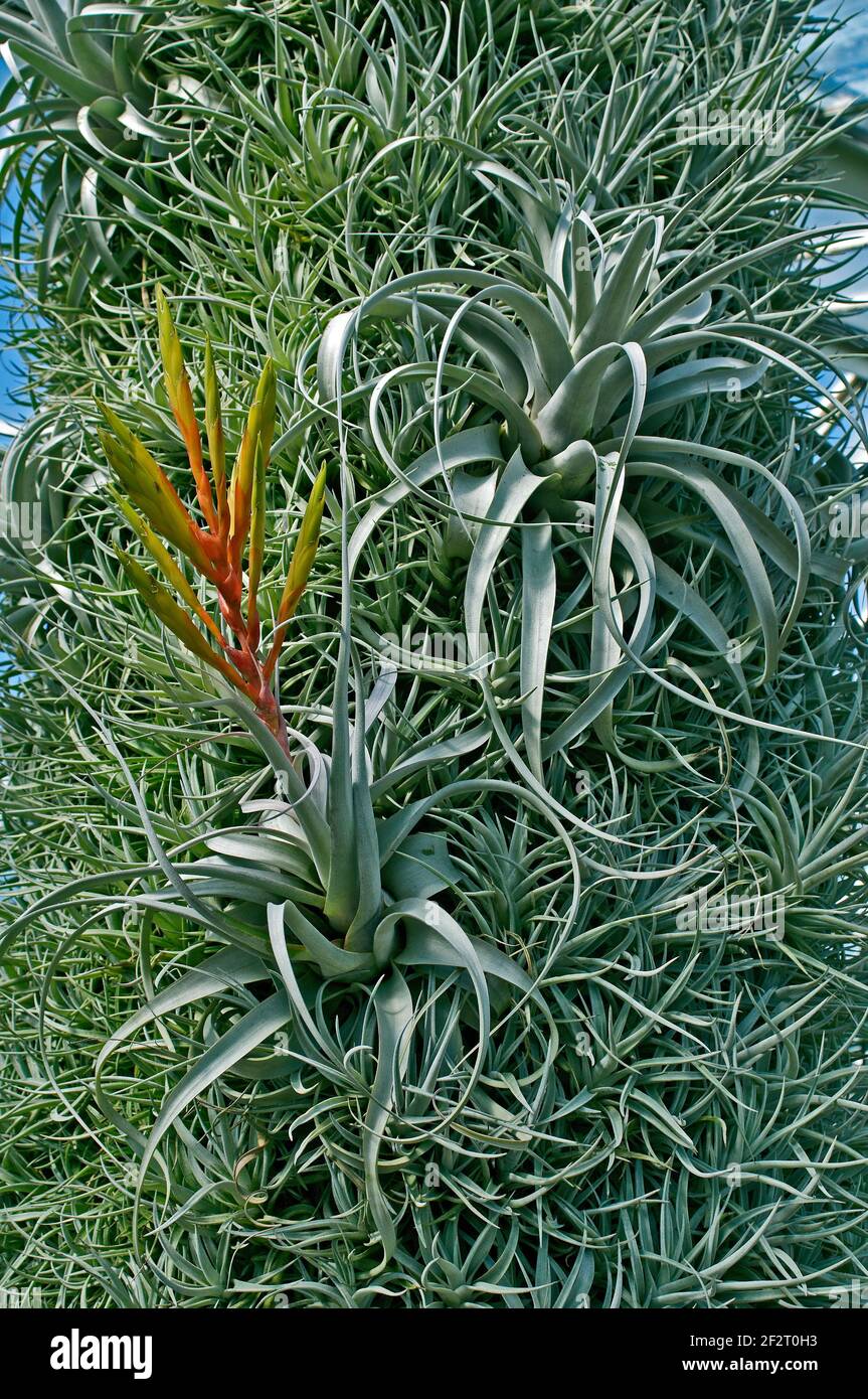 Air Plant Tillandsia in a dry garden Stock Photo