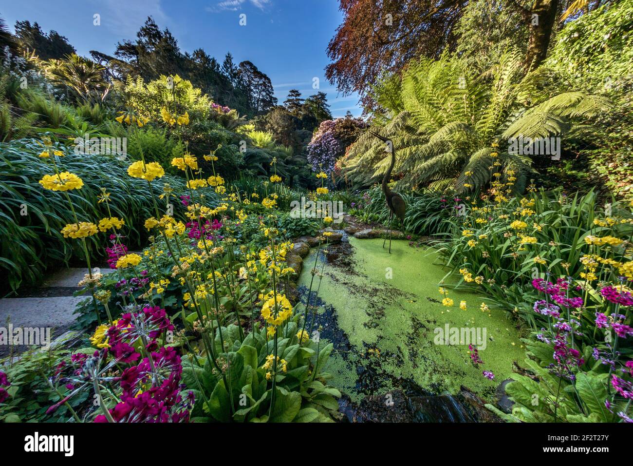 Trebah Garden; Pond; Spring; Cornwall; UK Stock Photo Alamy