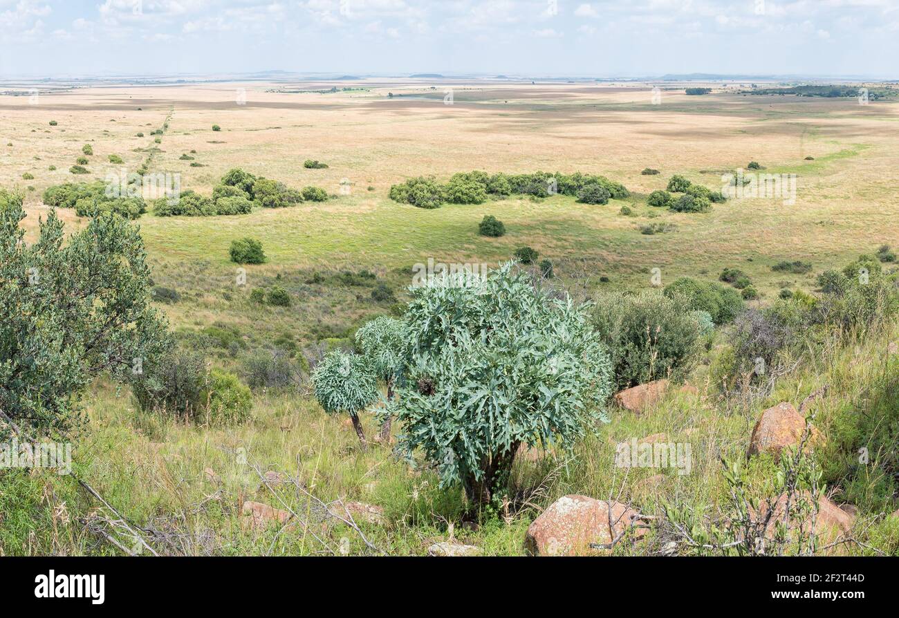 View of a farm near Bloemfontein. A mountain cabbage-tree, Cussonia paniculata, is visible Stock Photo