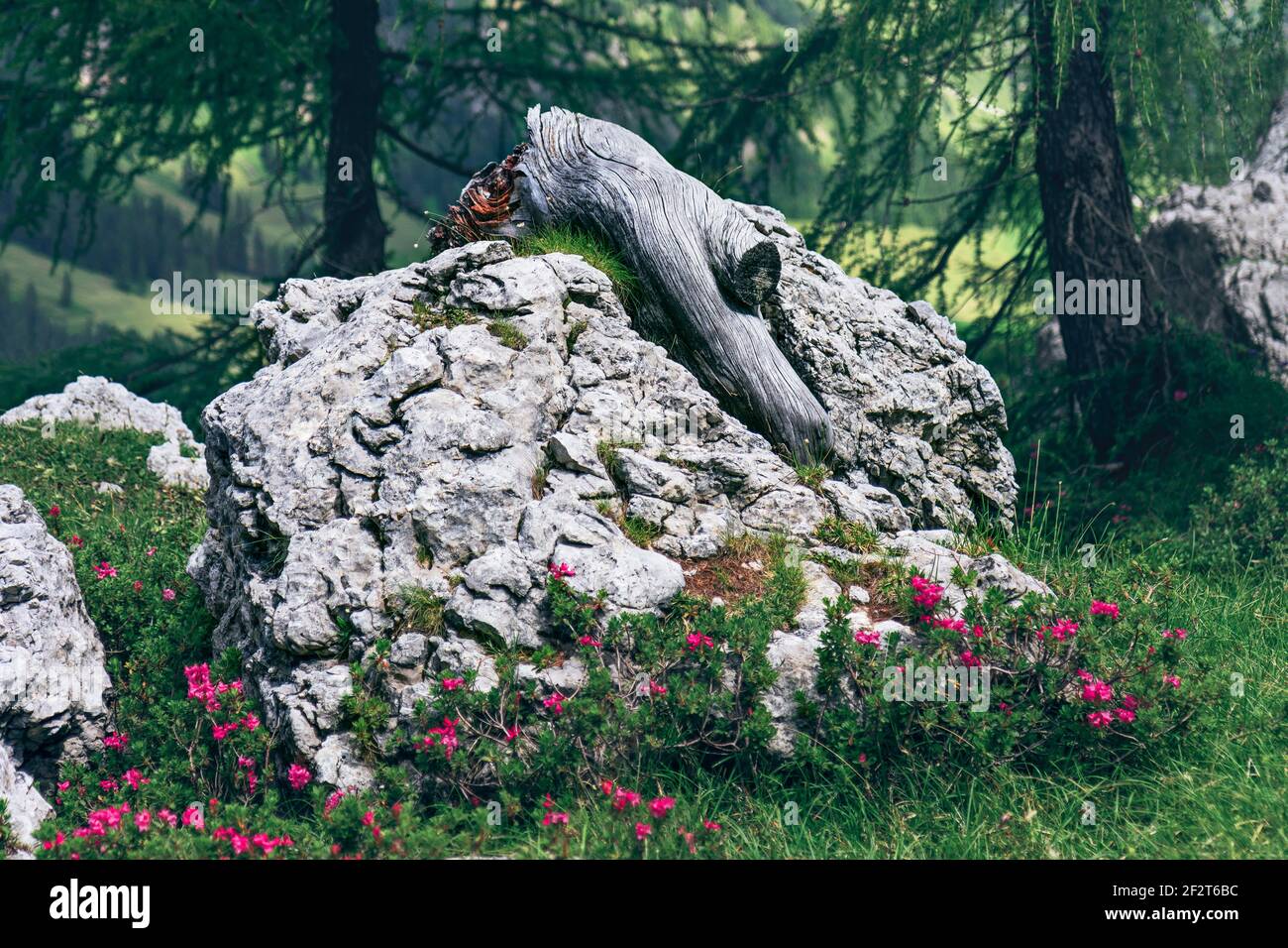 landscape stone with a root in the forest (Italian Dolomites Stock ...