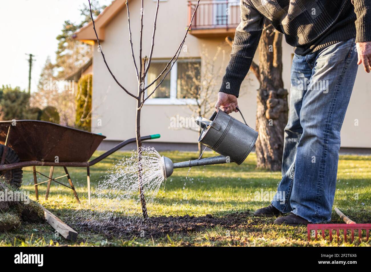 Watering freshly planted fruit tree in garden. Senior man gardening at
