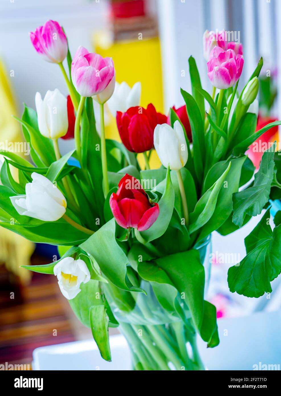 A bouquet of colorful tulips Stock Photo