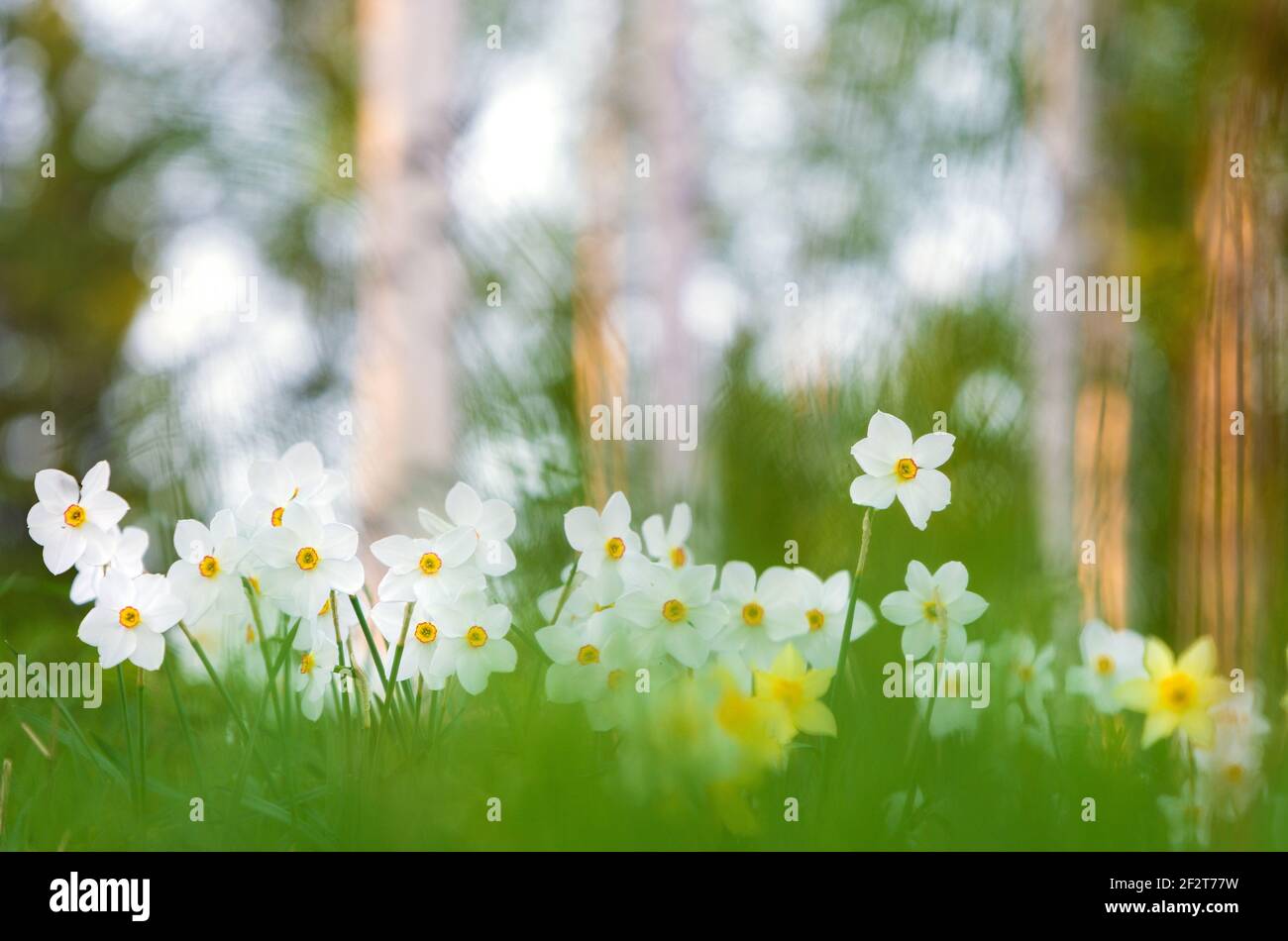 Family blooming white daffodils narcissus hi-res stock photography and ...