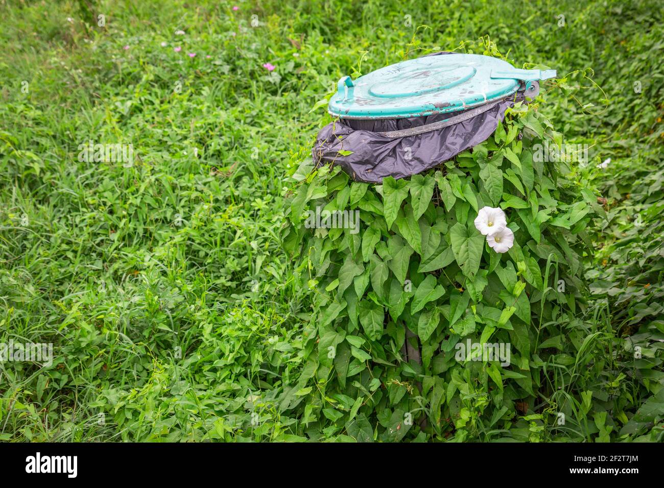 Green ivy fully wrapped in the bin. Nature wins over everything. Survival concept. Power of nature. Nature takes its Stock Photo