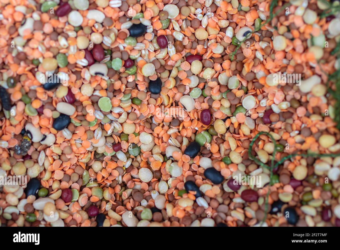 Different types of legumes. Chickpeas, red lentils, yellow peas and ...