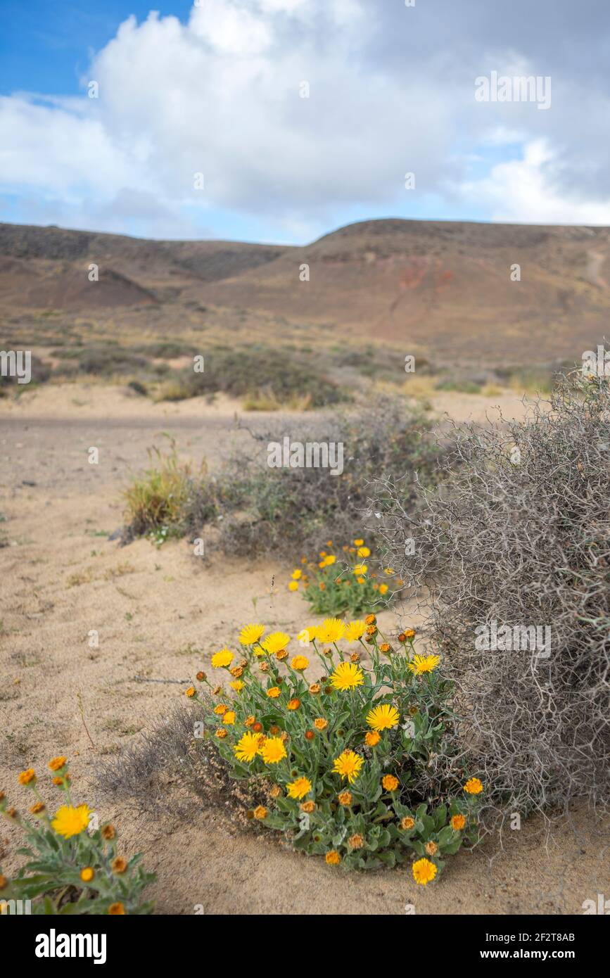 Yellow flowers on the beach in Lanzarote island. Astericus intermedius flowers Stock Photo