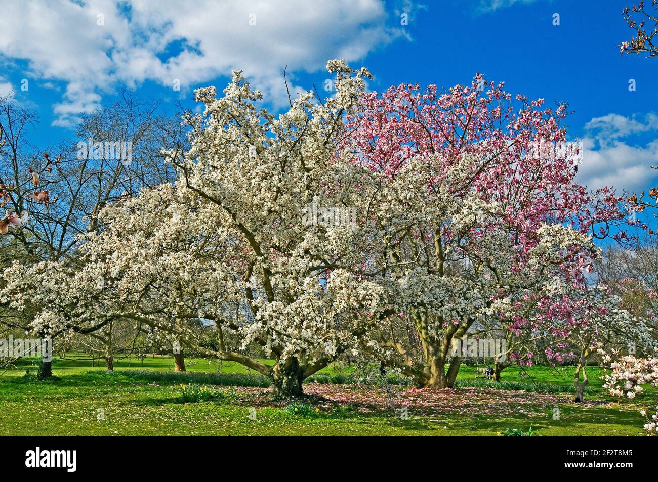A spring view of the magnolia tree 'Kewensis' in a Parkland garden Stock Photo