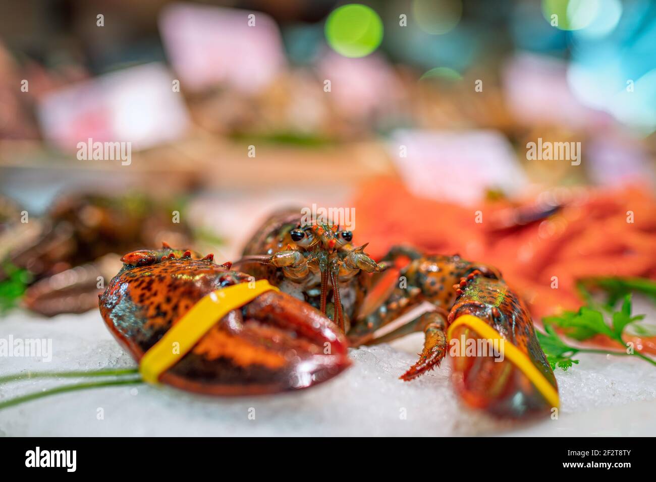 Lobster with bands on claws on the ice at the counter of the fish market. Close-up, selective focus, bokeh. Stock Photo