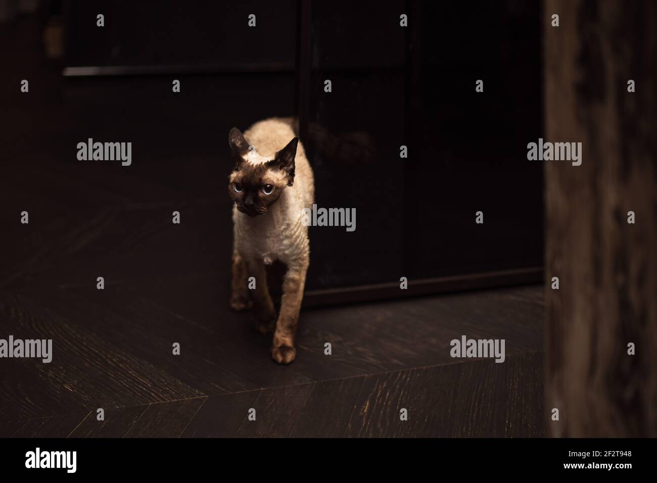 Beautiful Devon Rex cat (Blu Point type) In the home interior. Selective focus, bokeh Stock Photo