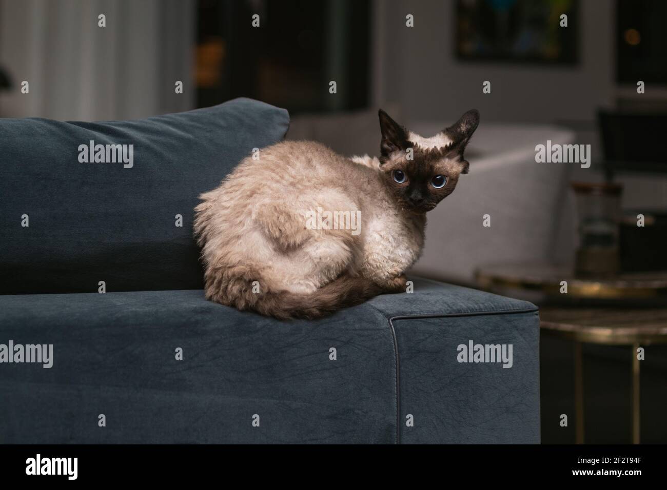 Beautiful Devon Rex cat (Blu Point type) In the home interior. Selective focus, bokeh Stock Photo