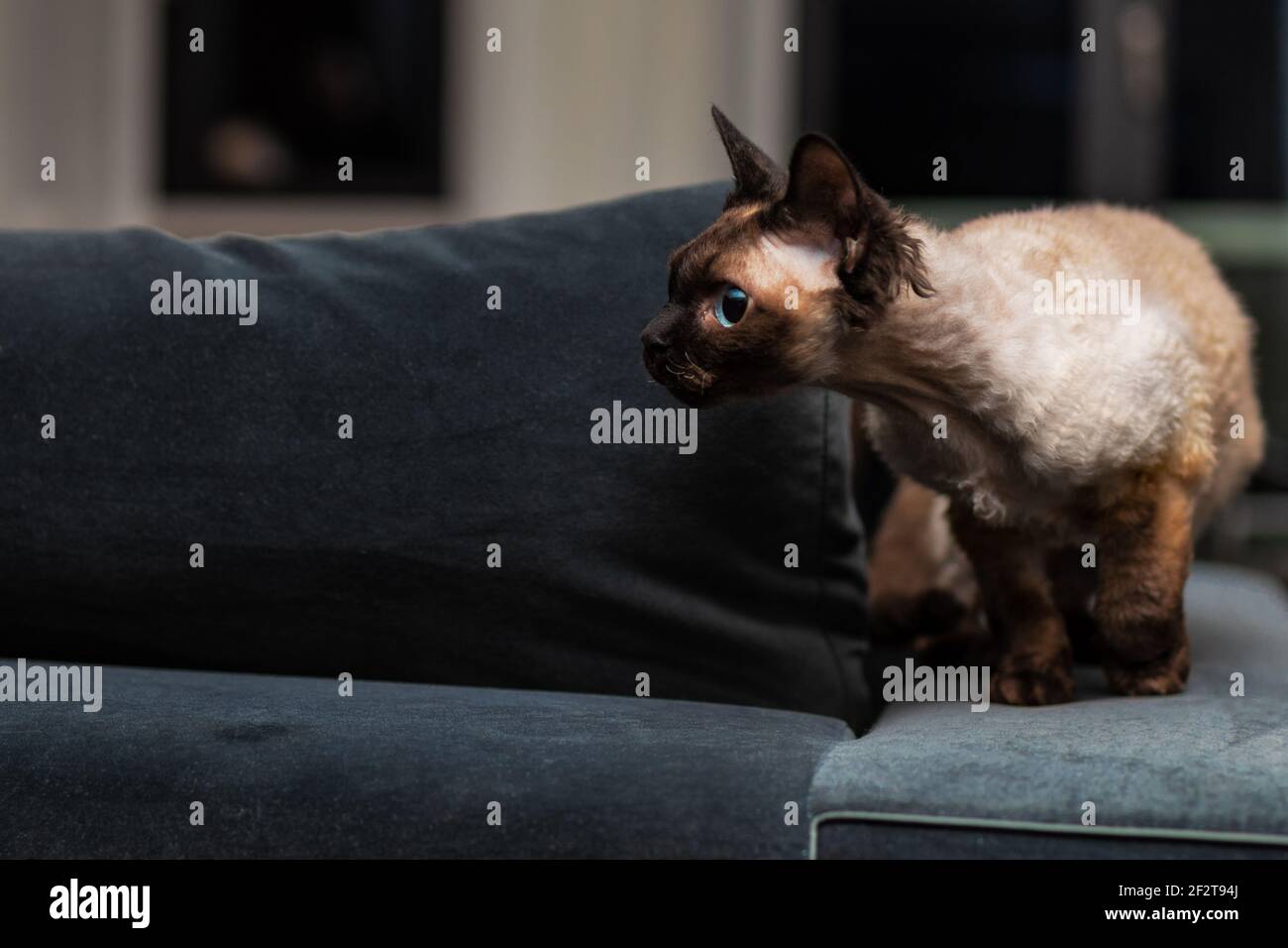 Beautiful Devon Rex cat (Blu Point type) In the home interior. Selective focus, bokeh Stock Photo