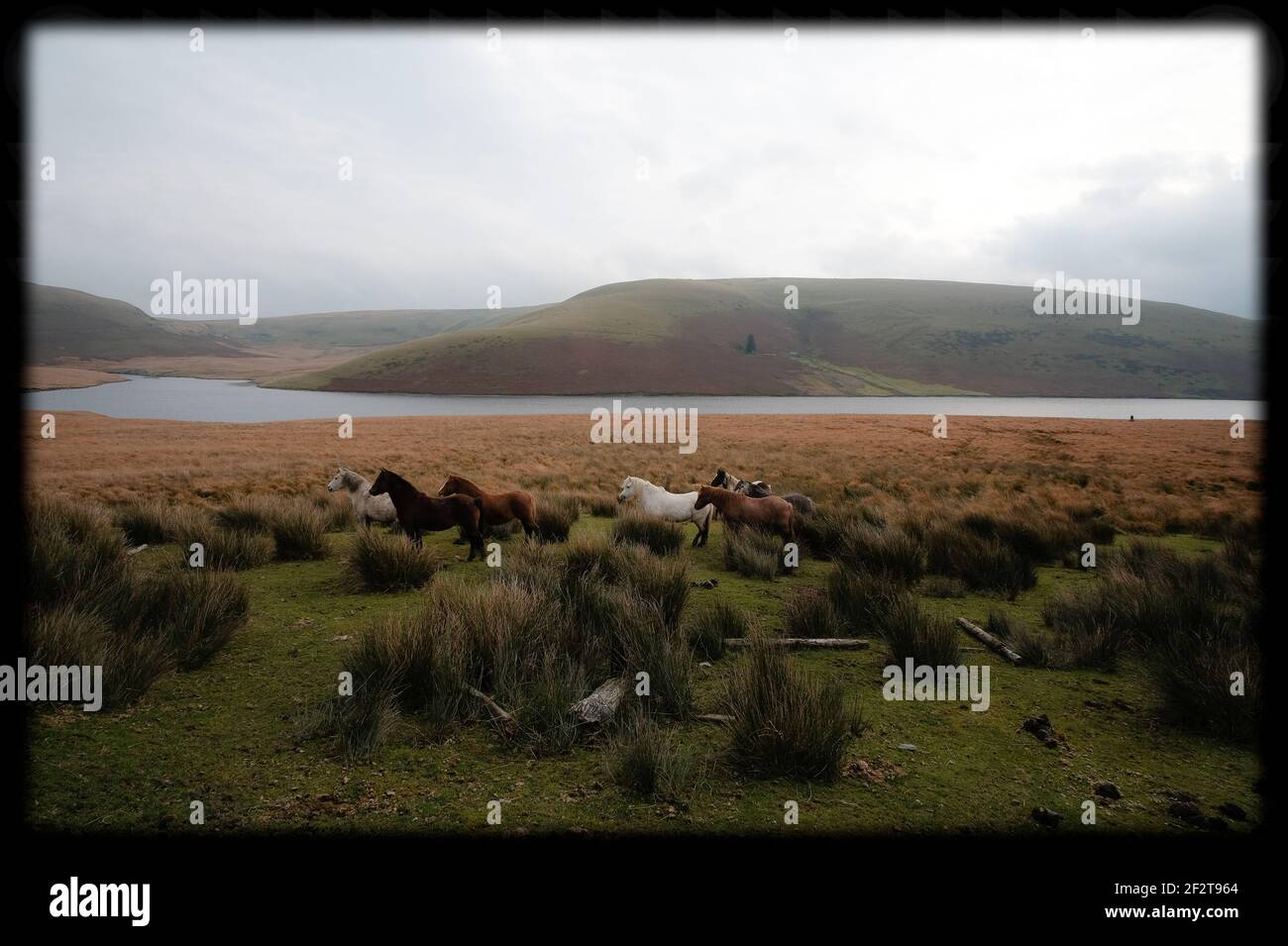 Horses in the Elan Valley, Powys, Wales, UK.  A group of horses paused & staring together in a single direction. Watching something off-camera. Stock Photo