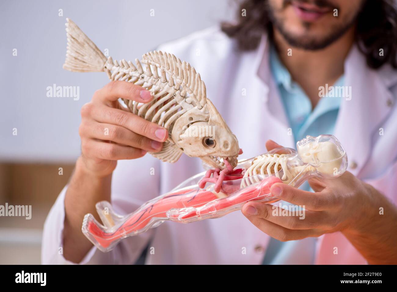 Young zoologist examining fish skeleton Stock Photo - Alamy