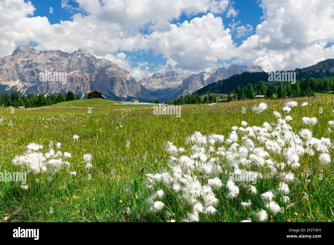 Wild cotton flowers (cotton grass) in alpine meadows. Italian Alps, Alto Adige. Stock Photo