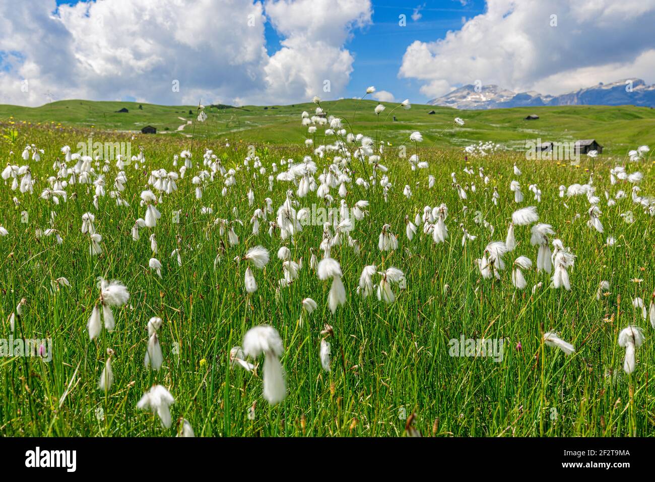 Wild cotton flowers (cotton grass) in alpine meadows. Italian Alps, Alto Adige. Stock Photo