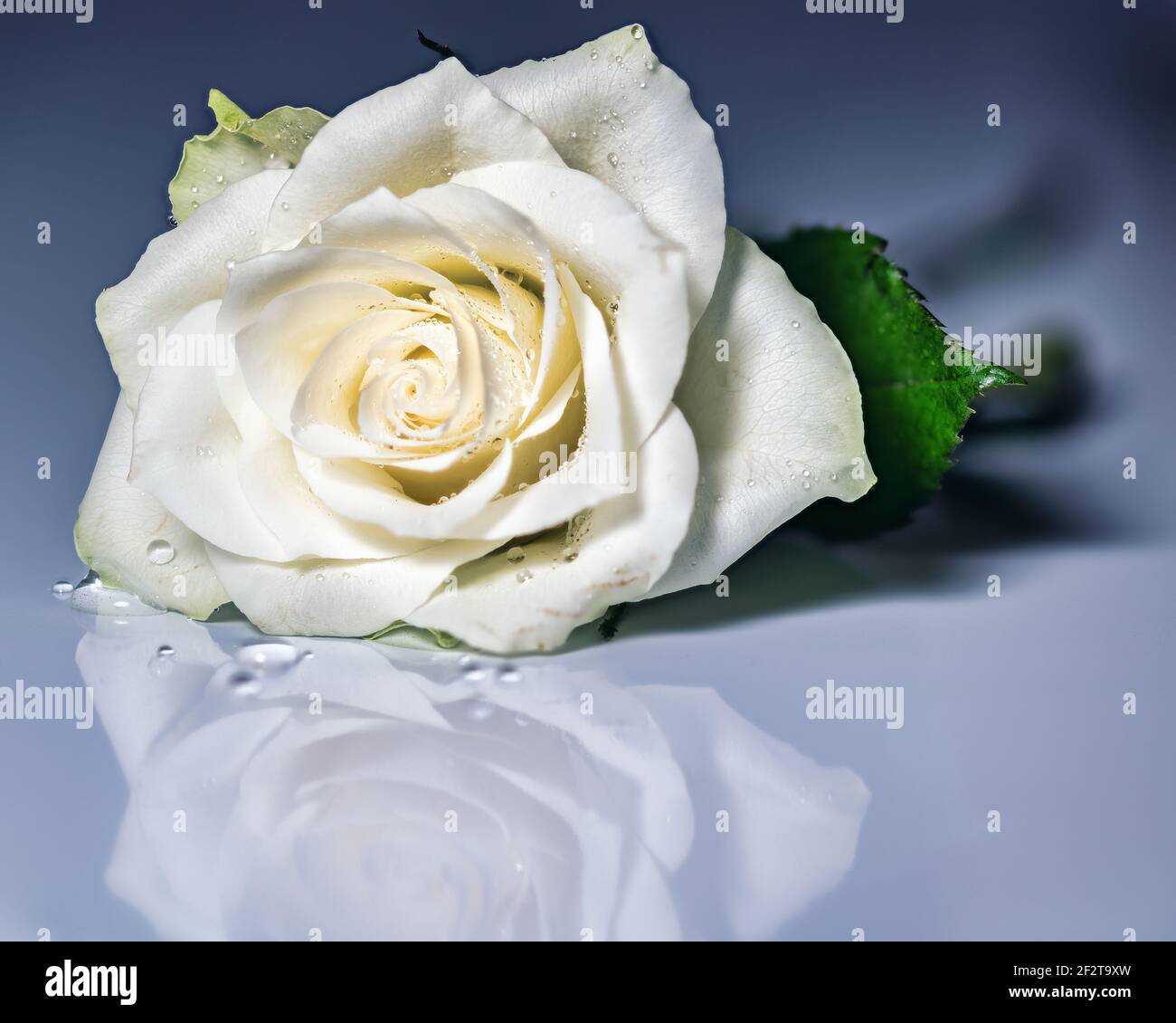 Weisse Rose mit Wassertropfen und Spiegelung Stock Photo