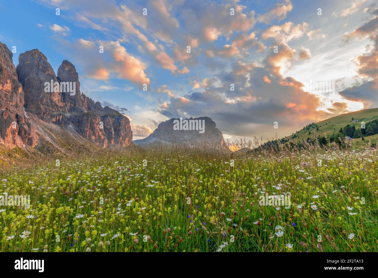Beautiful view of an alpine flowering meadow and dolomites in the rays ...