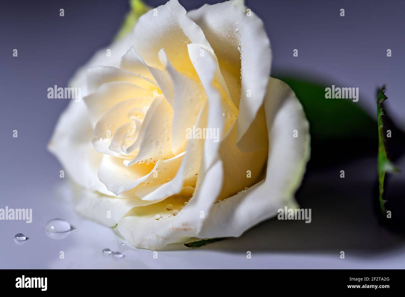 Weiße Rose High Resolution Stock Photography and Images - Alamy