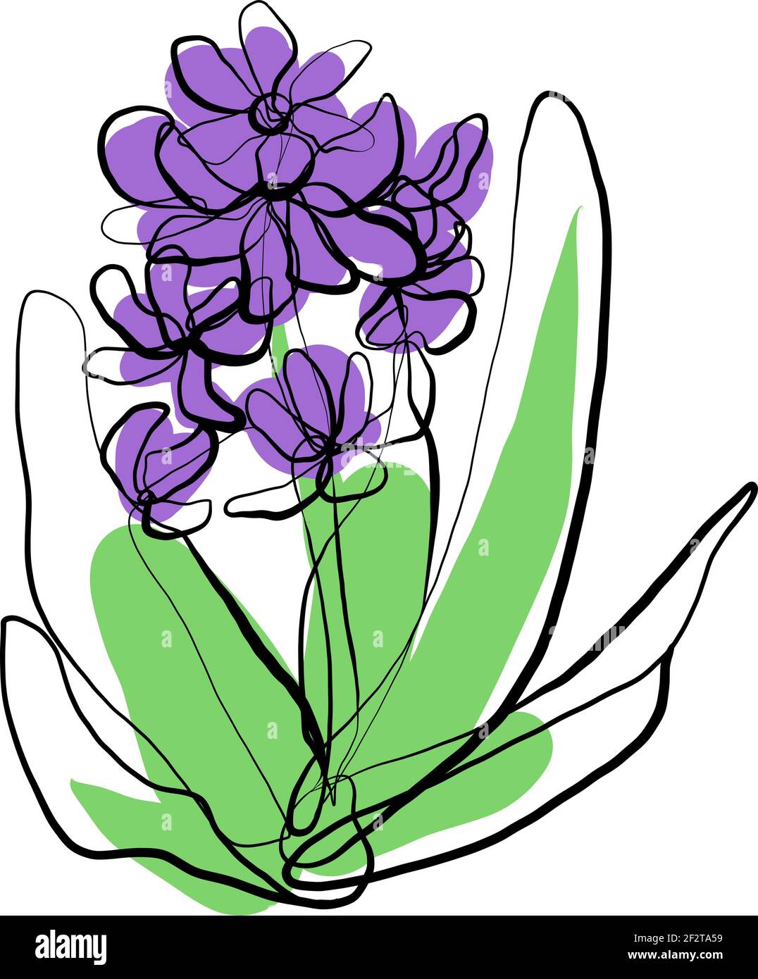 Hyacinth vector sketch. First flowers one continuous line drawing